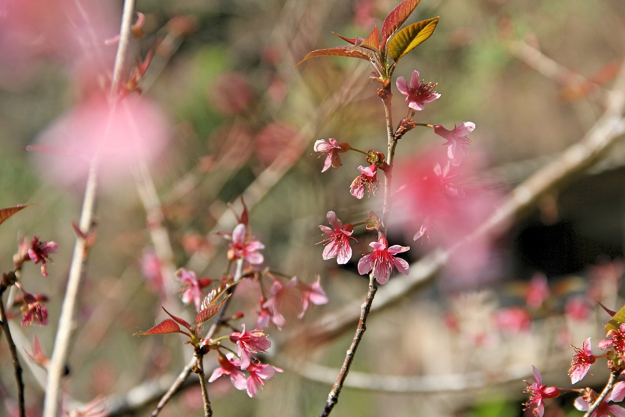 花若怜 第28页